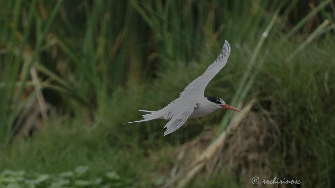 Elegant tern