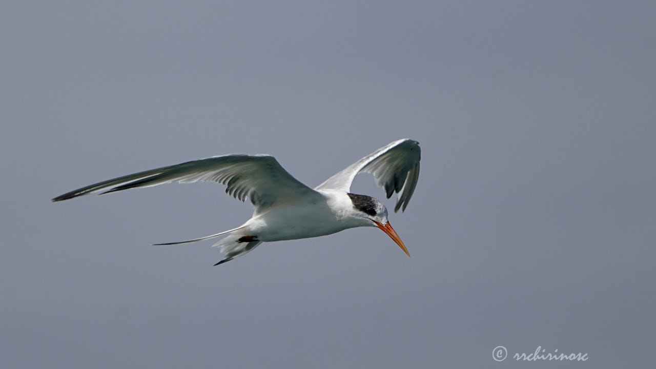 Elegant tern