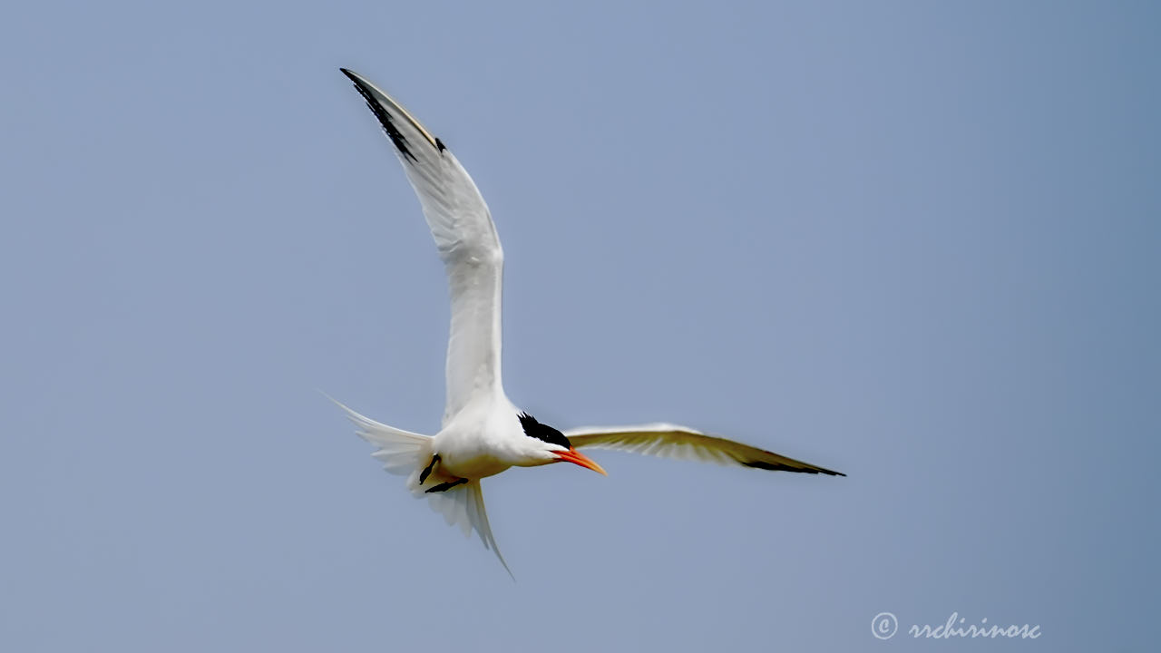 Elegant tern