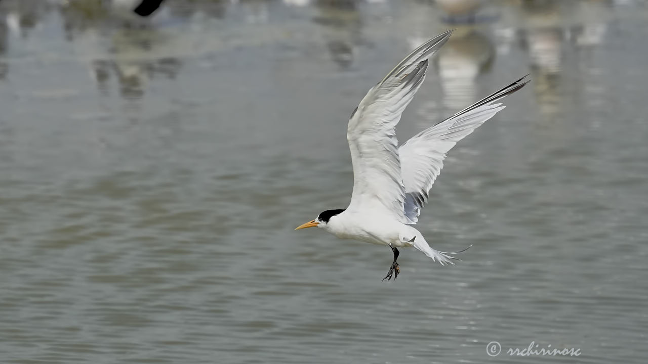 Elegant tern