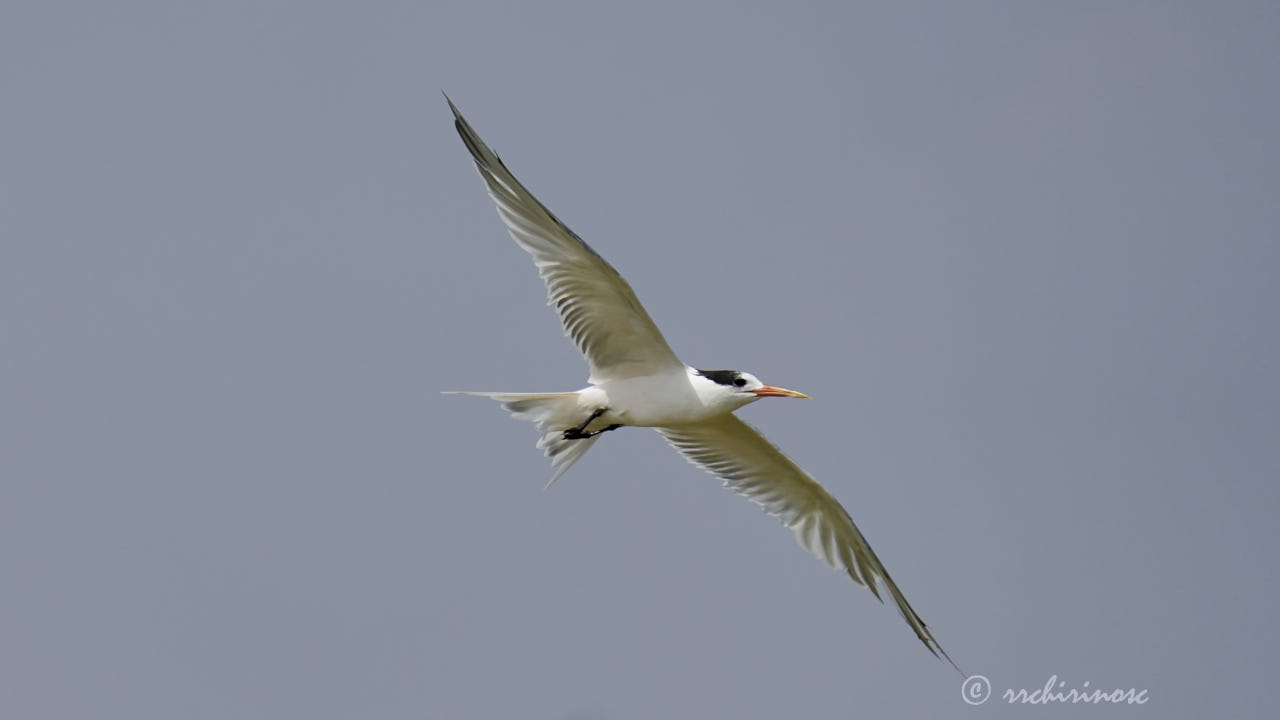Elegant tern