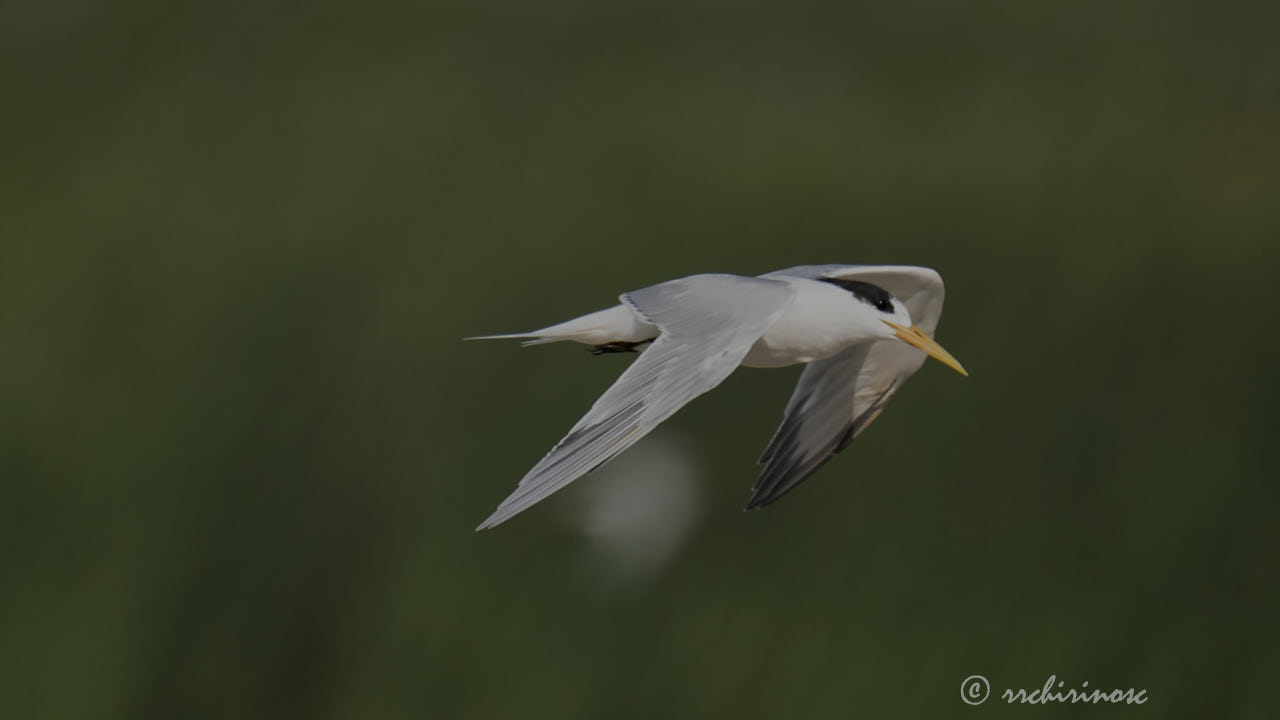 Elegant tern