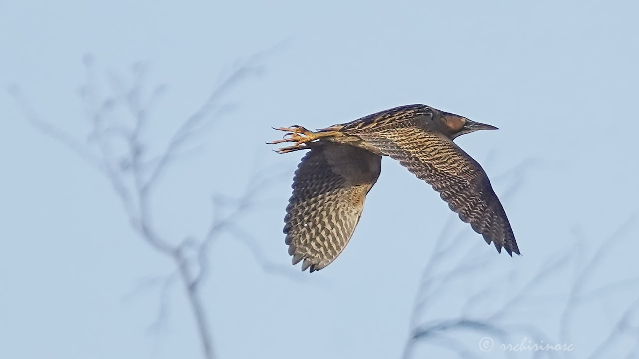 Eurasian bittern