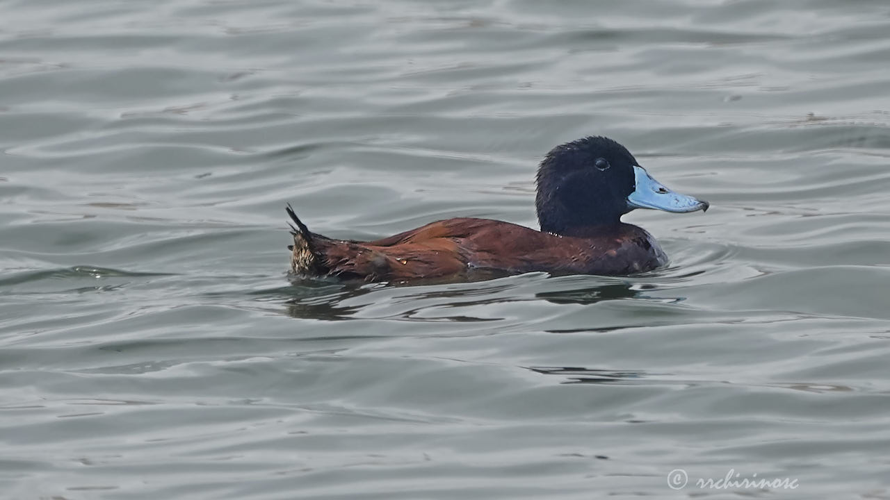 Andean duck