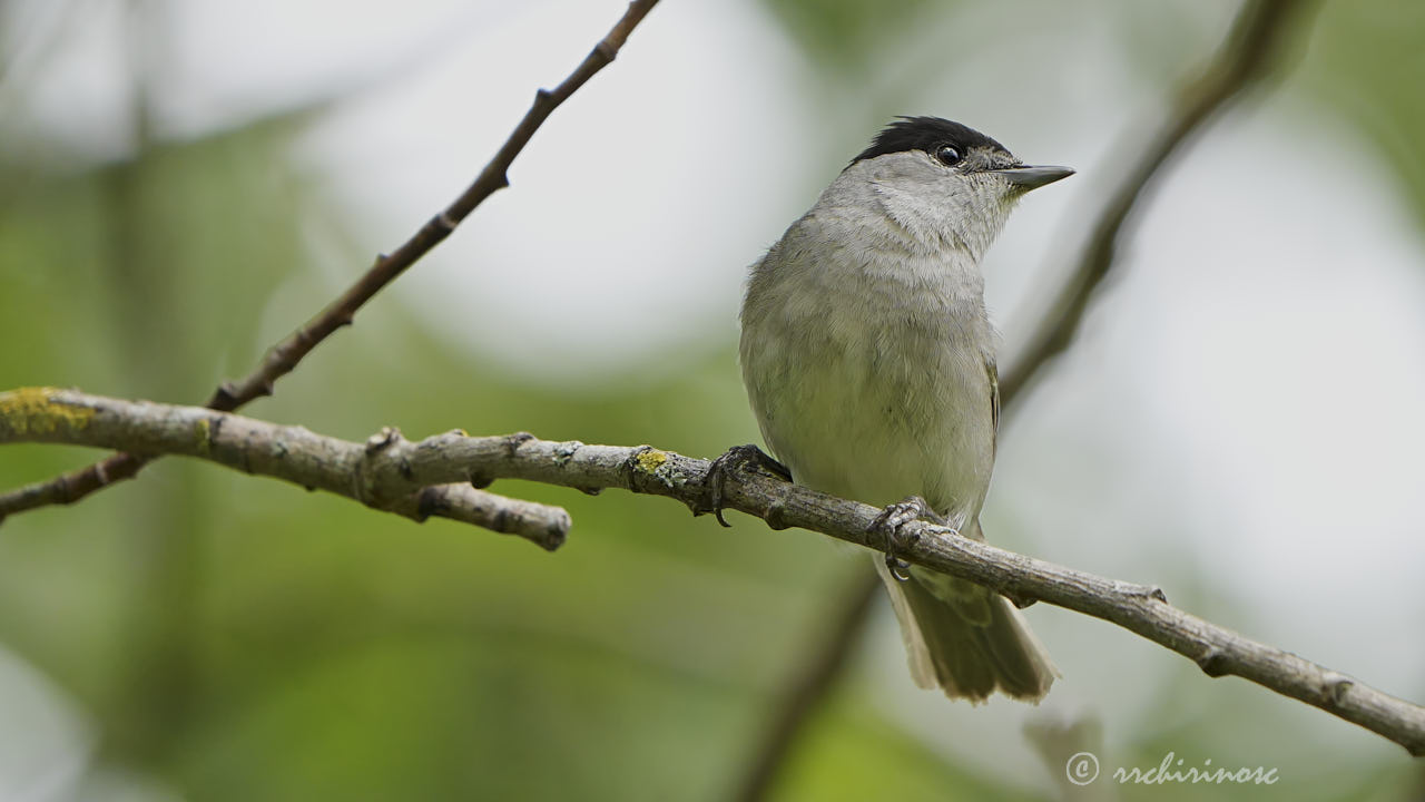 Eurasian blackcap