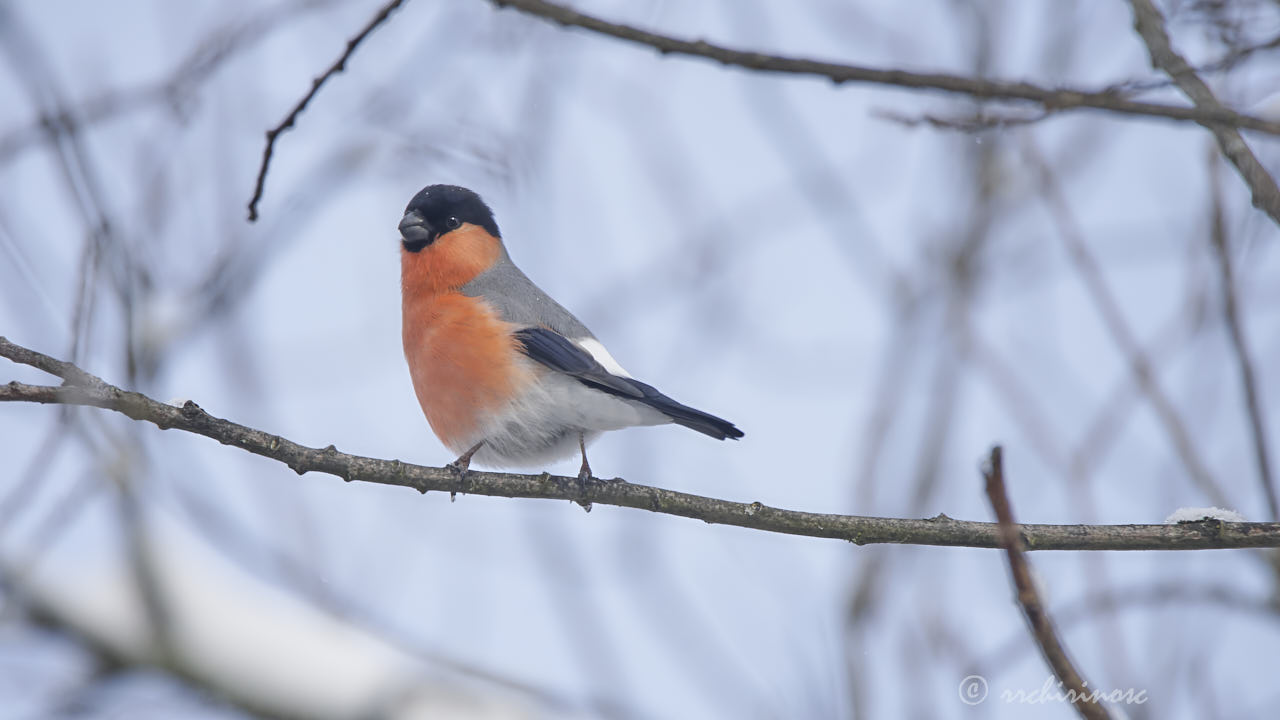 Eurasian bullfinch