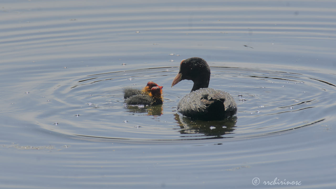 Eurasian coot