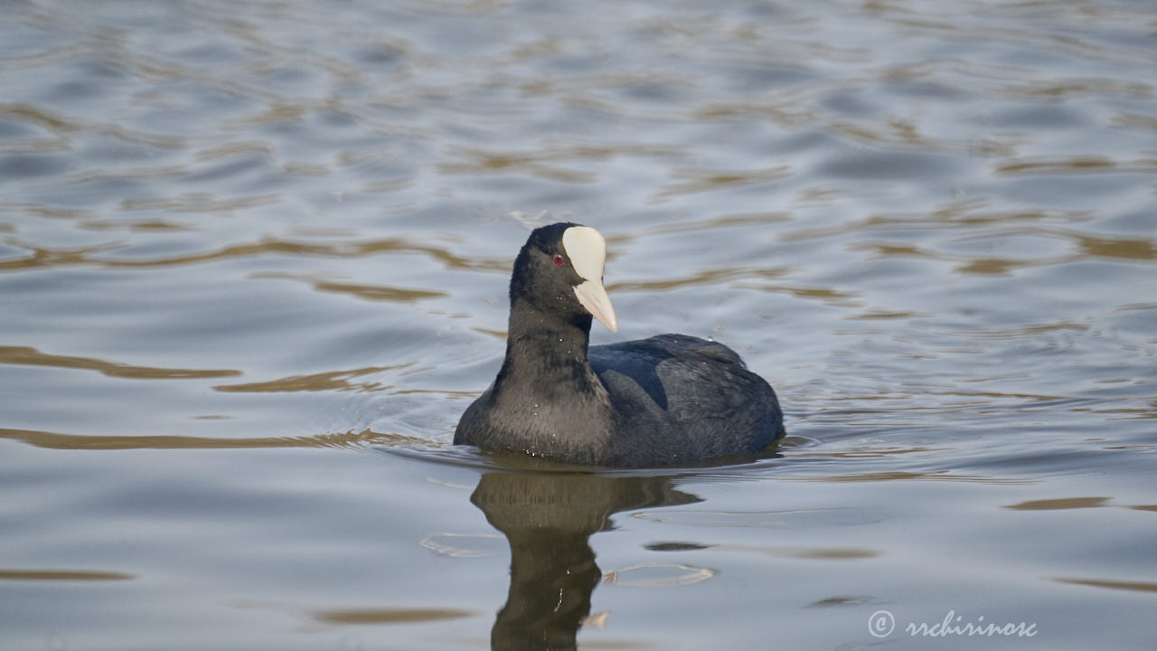 Eurasian coot