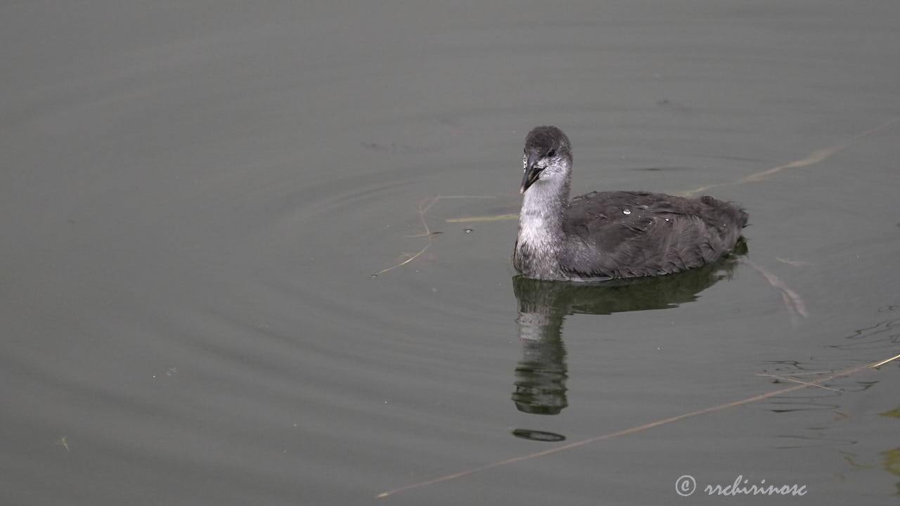 Eurasian coot