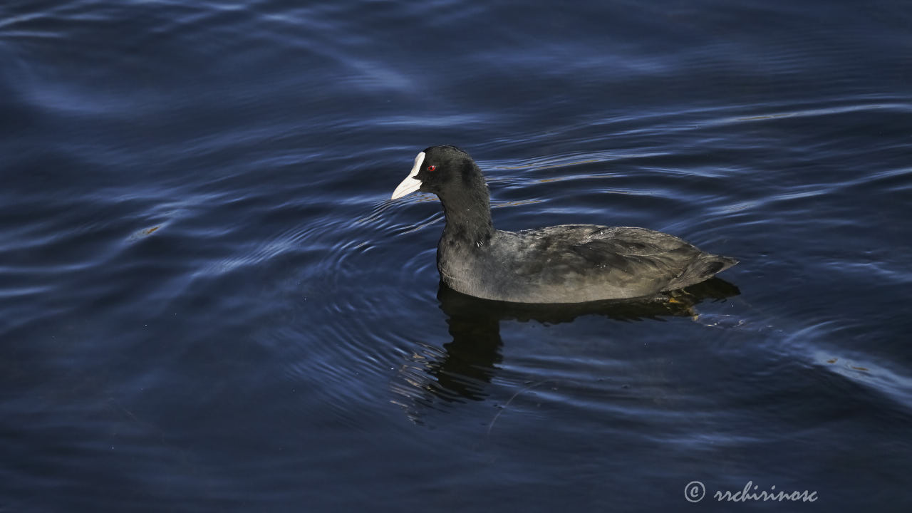 Eurasian coot