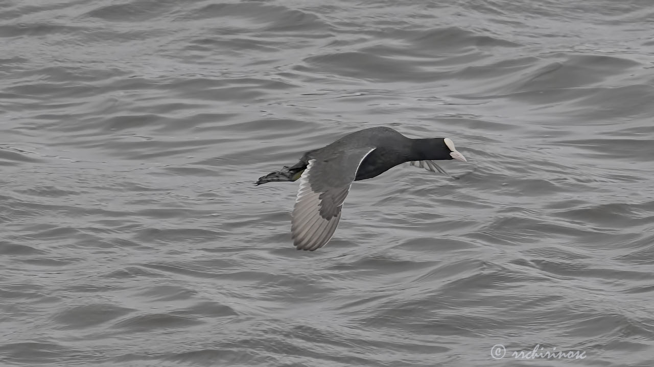 Eurasian coot