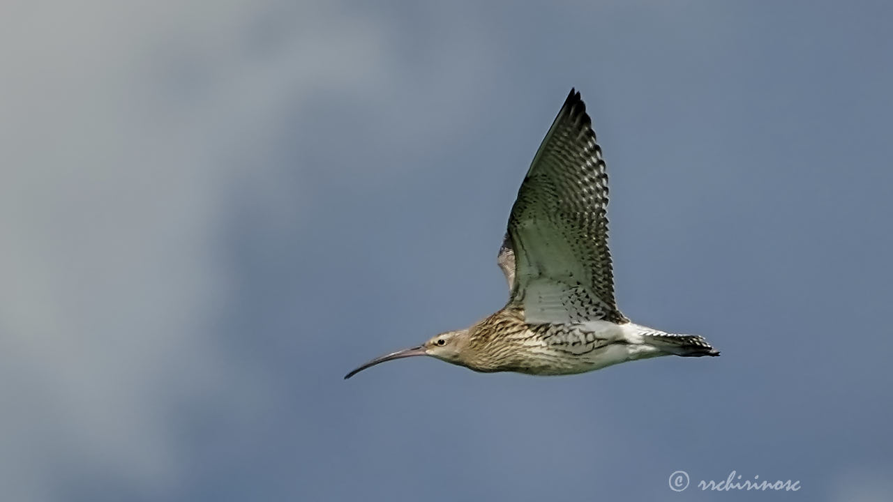 Eurasian curlew
