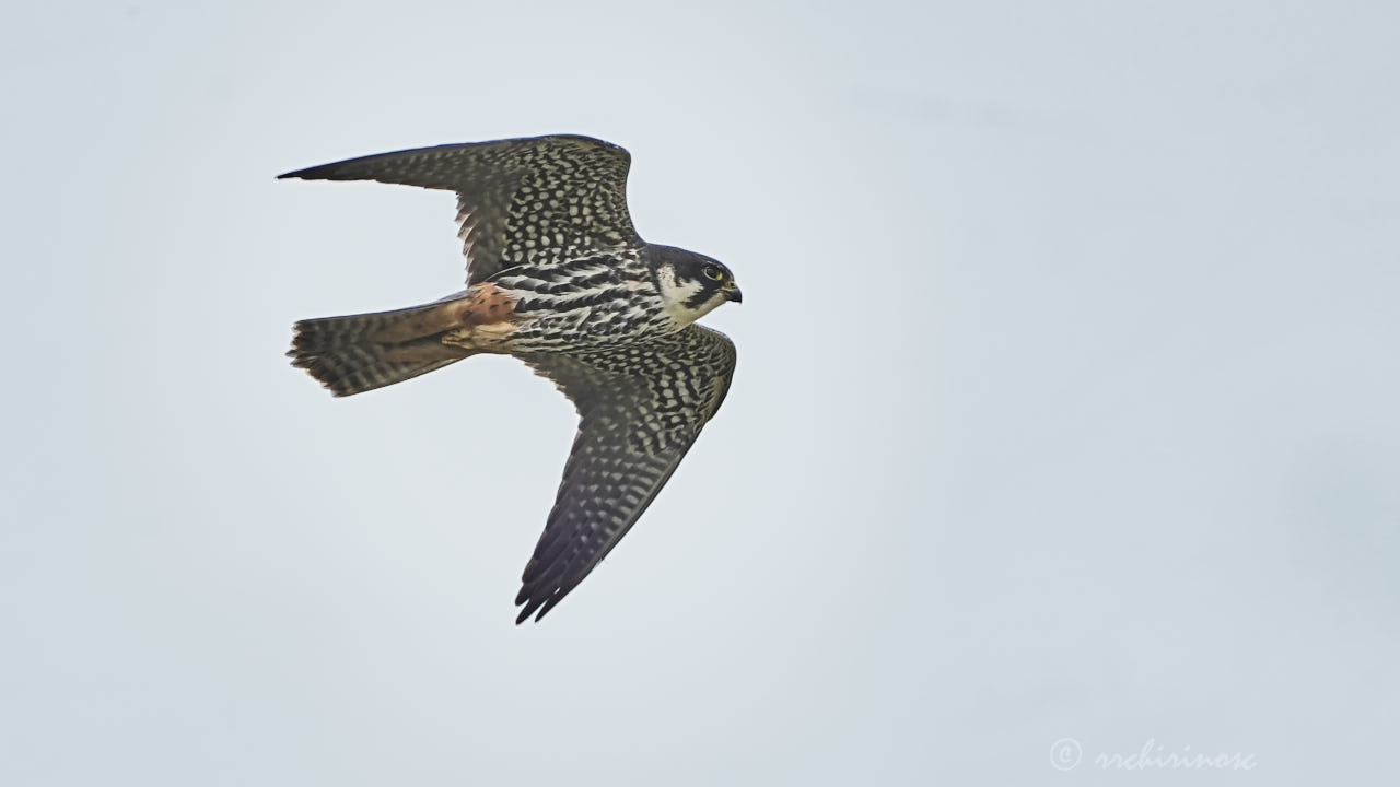Eurasian hobby