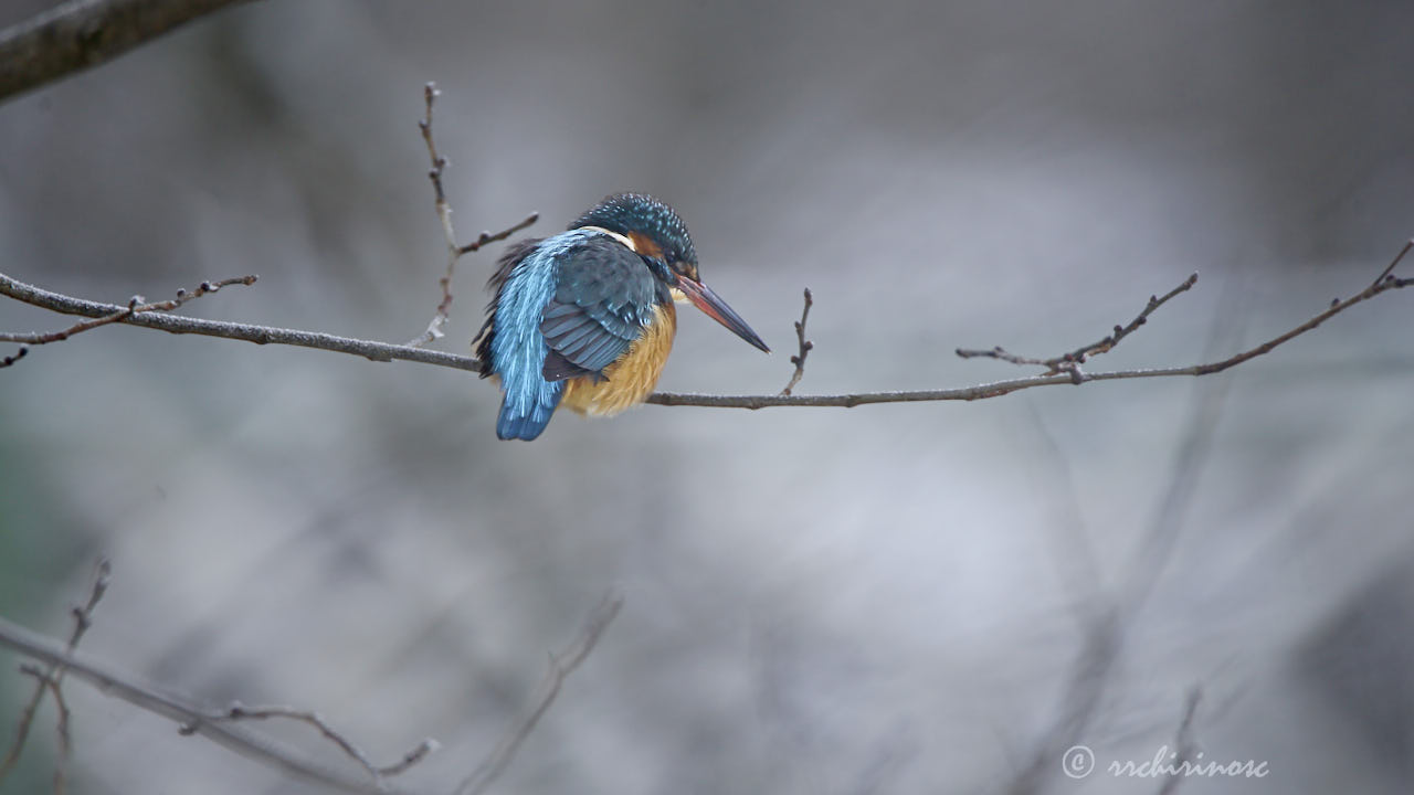 Eurasian kingfisher