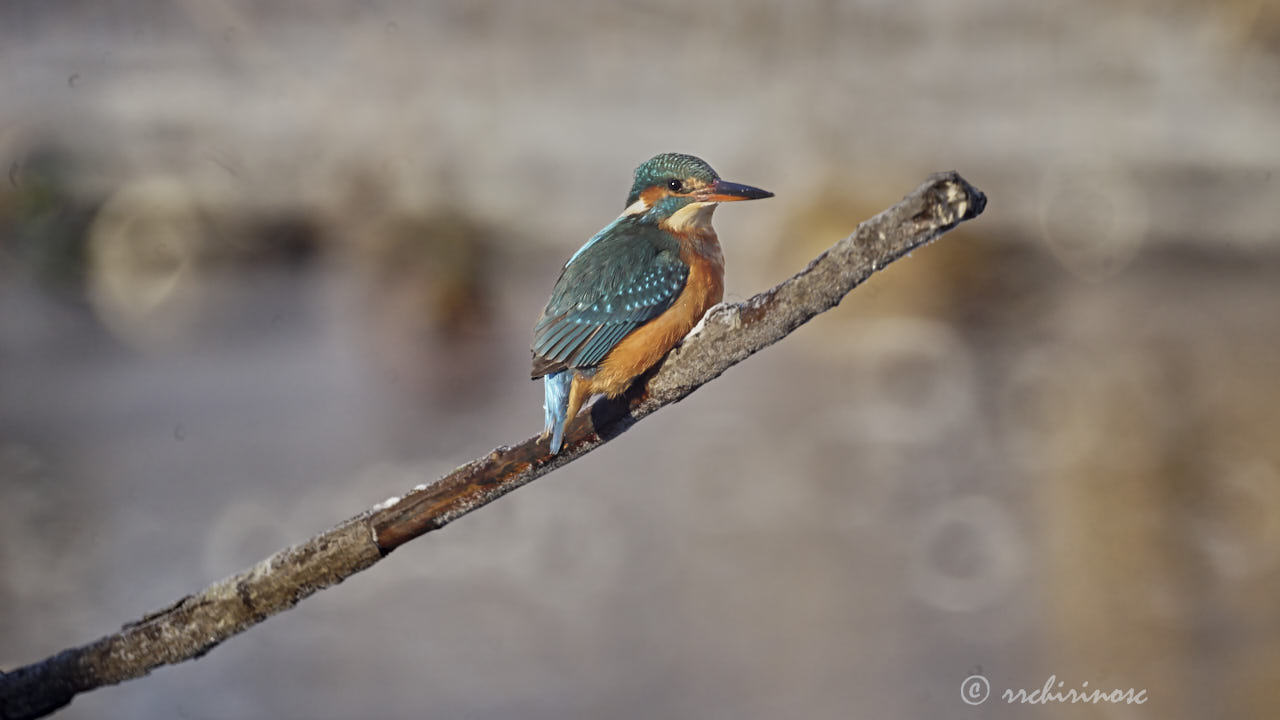 Eurasian kingfisher