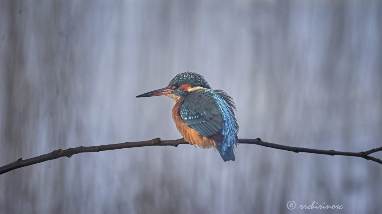 Eurasian kingfisher