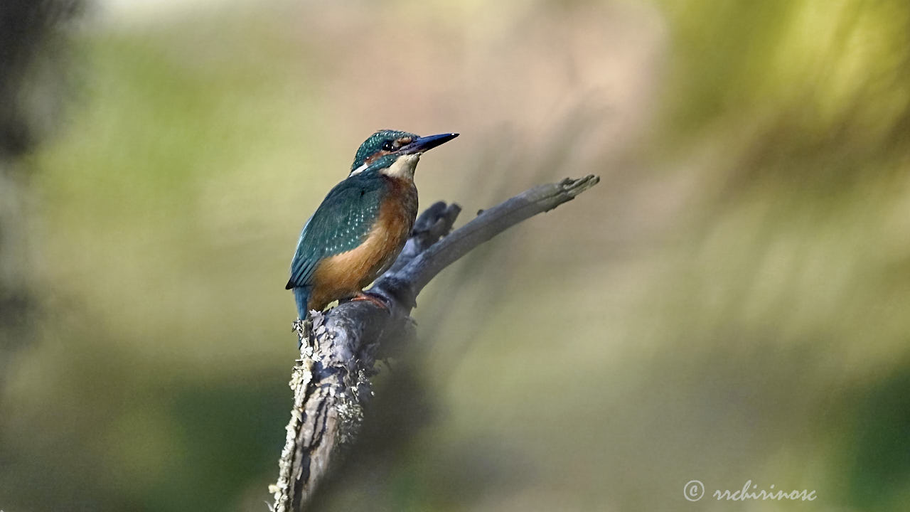 Eurasian kingfisher