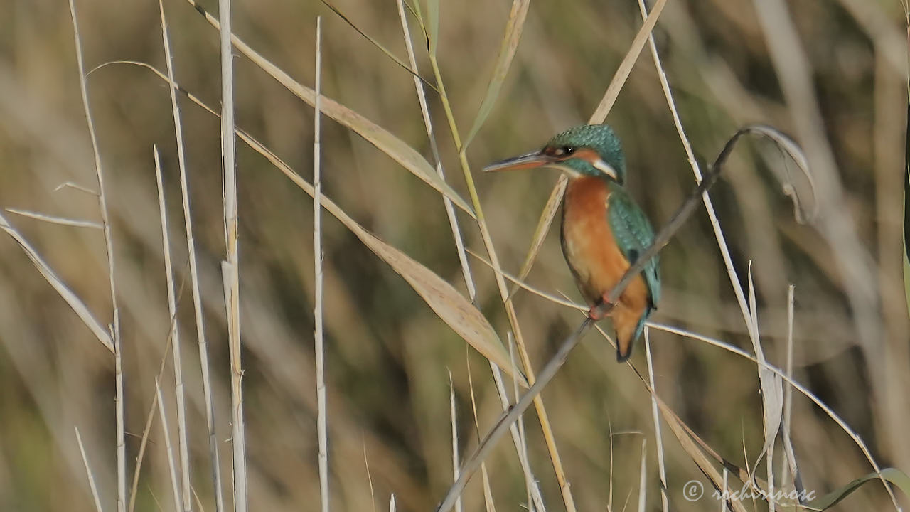 Eurasian kingfisher