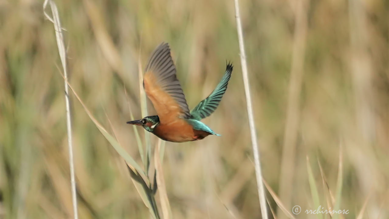 Eurasian kingfisher