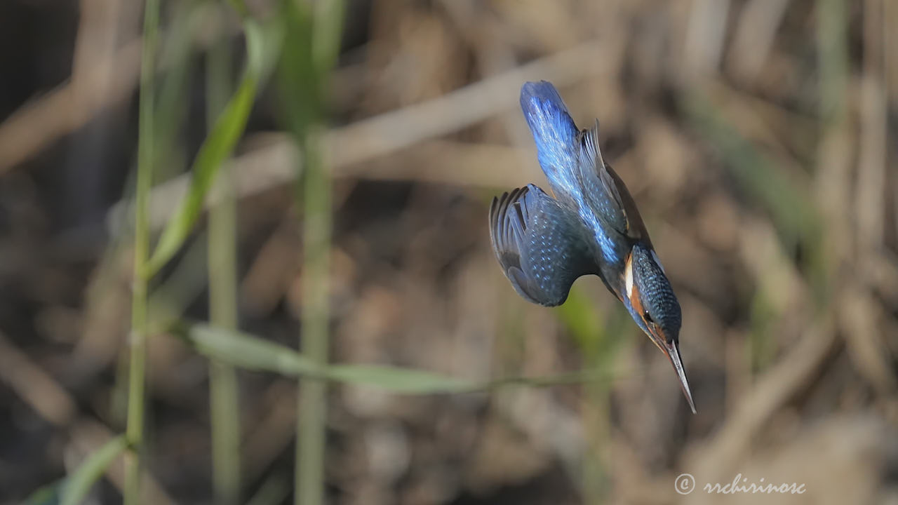 Eurasian kingfisher