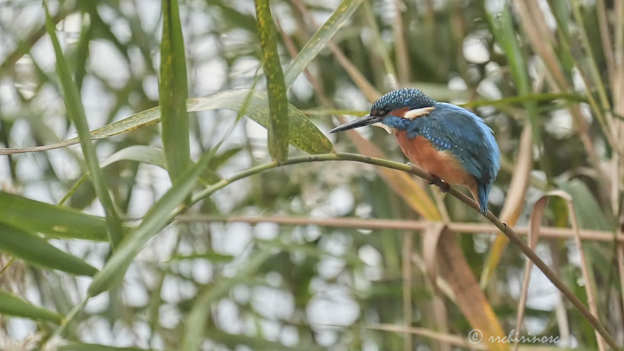 Eurasian kingfisher