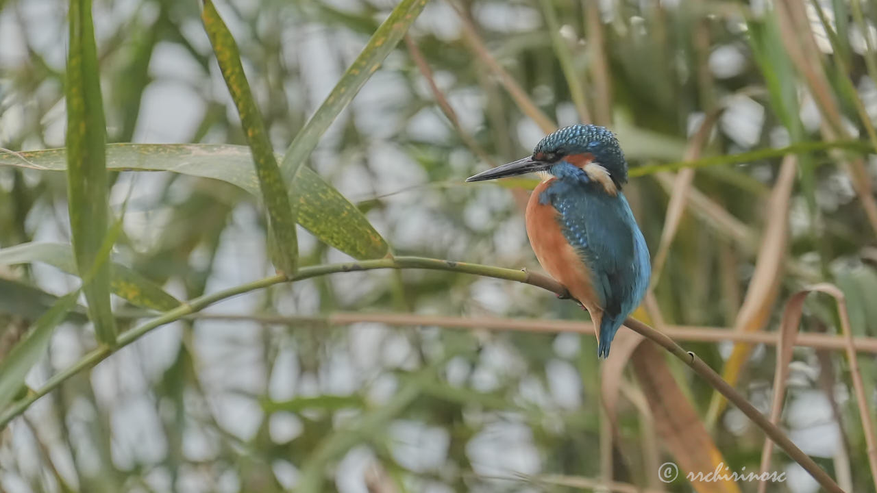 Eurasian kingfisher