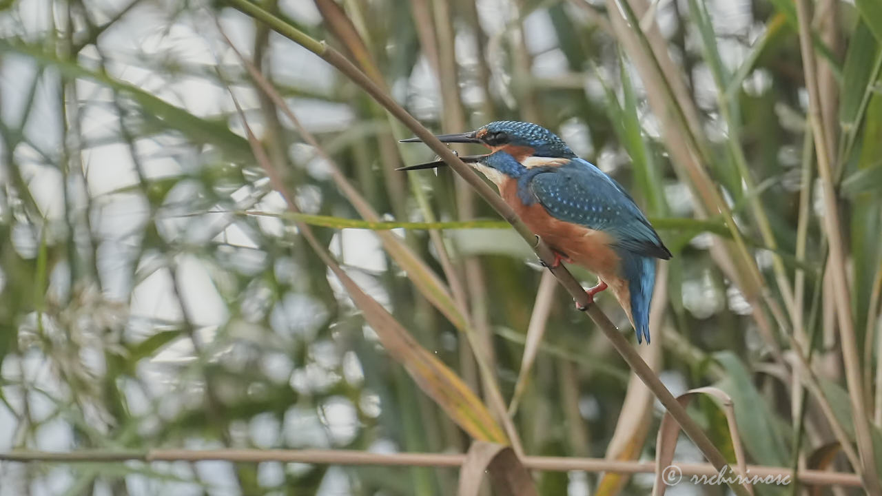 Eurasian kingfisher
