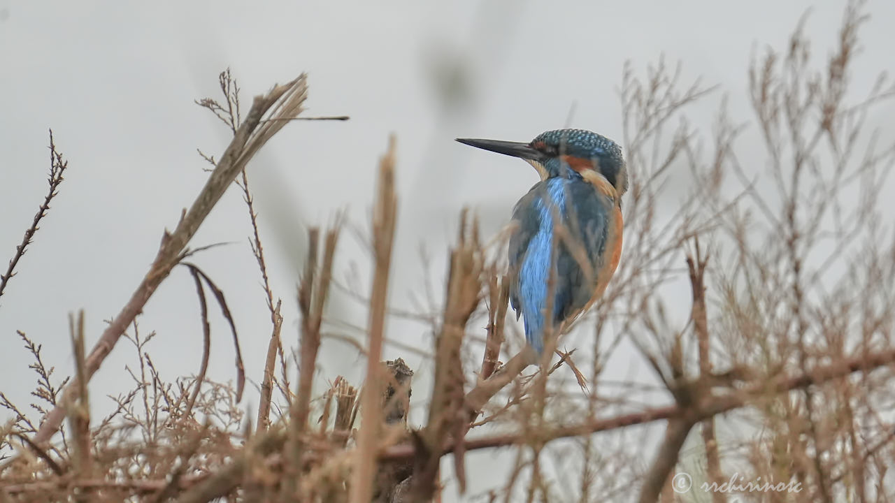 Eurasian kingfisher