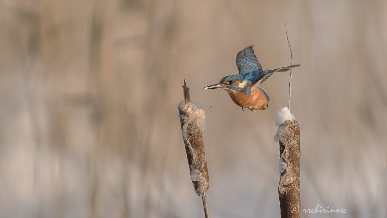 Eurasian kingfisher