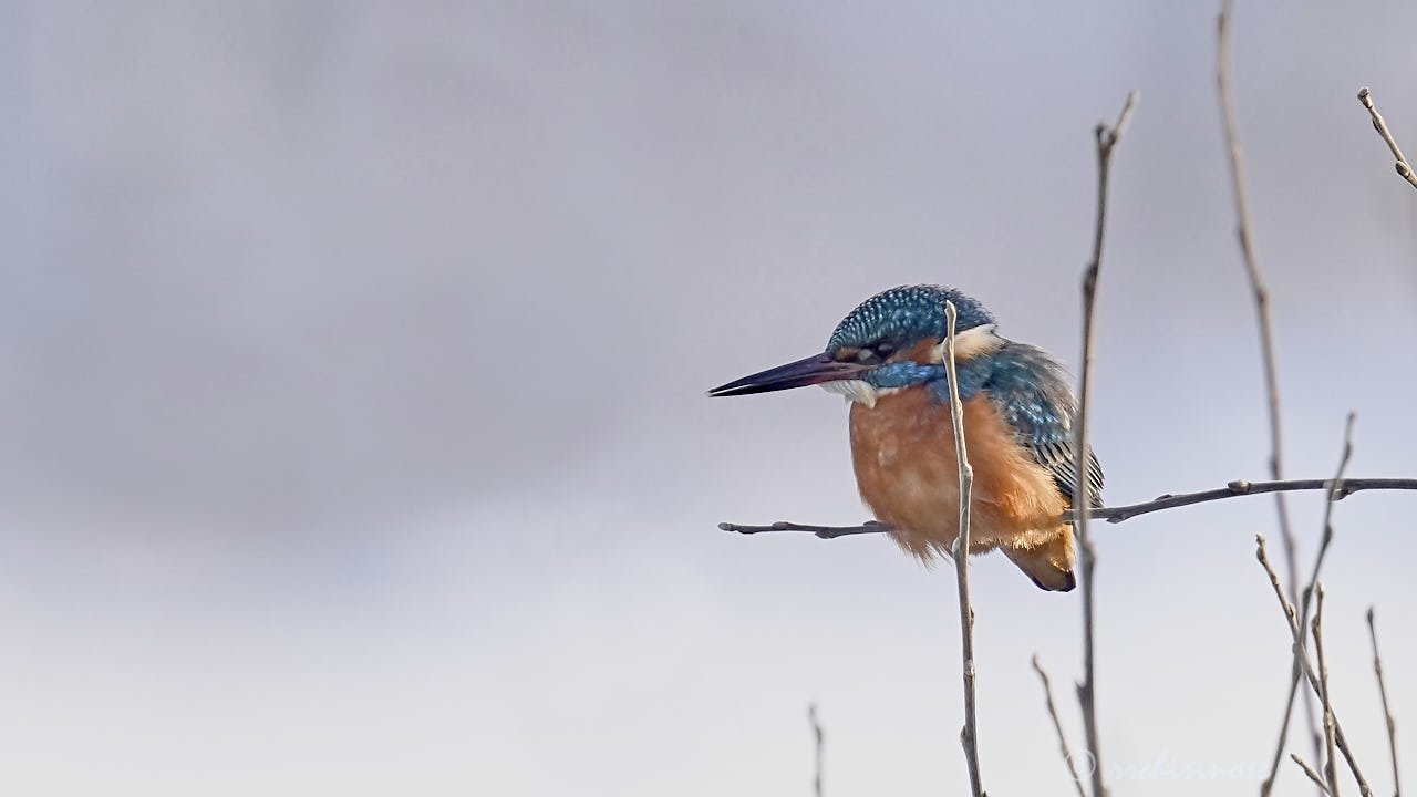 Eurasian kingfisher