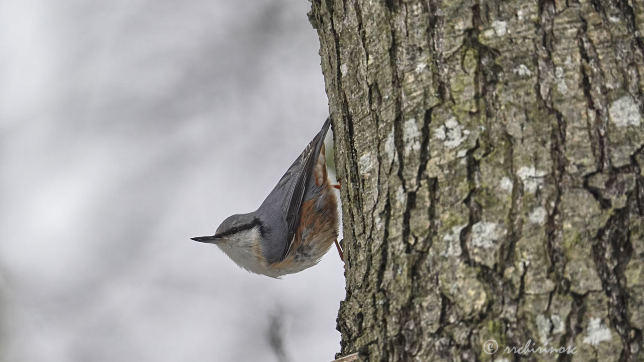 Eurasian nuthatch