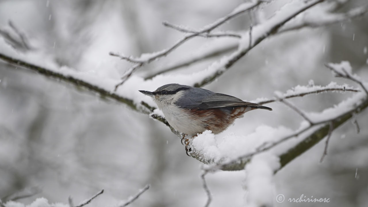 Eurasian nuthatch