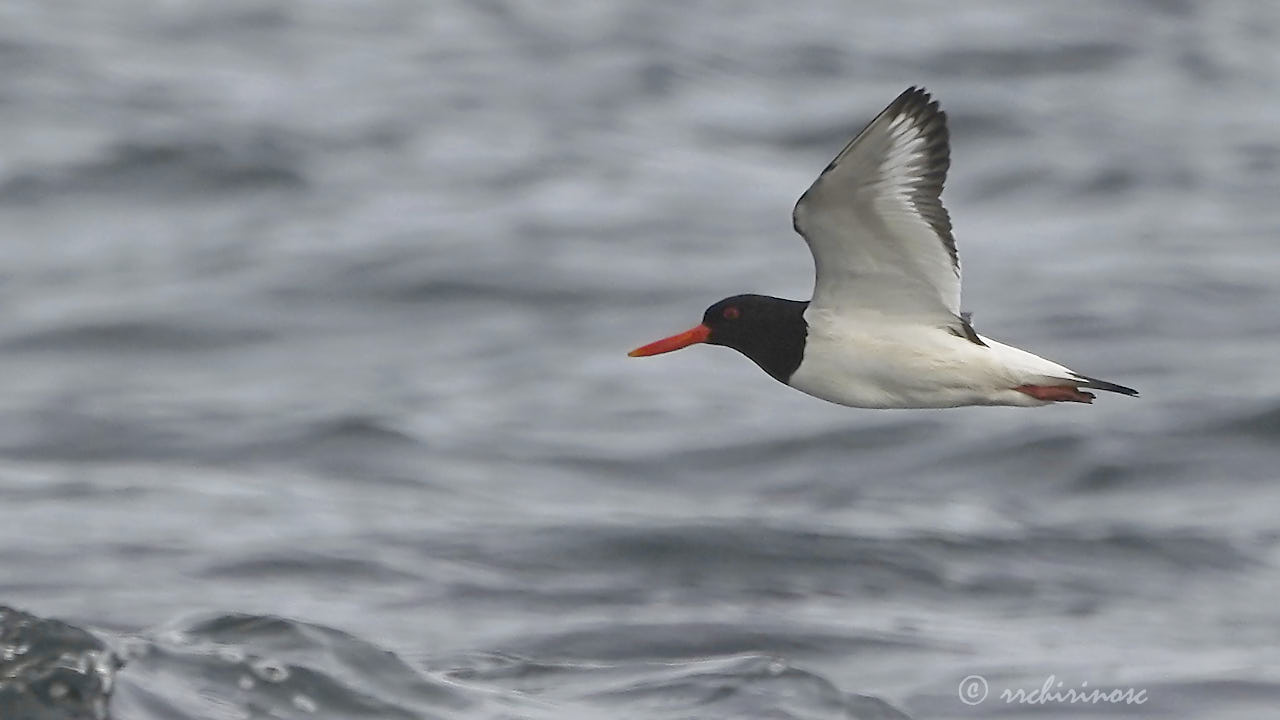Eurasian oystercatcher
