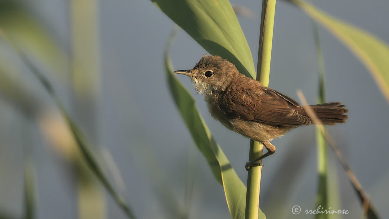 Eurasian reed warbler