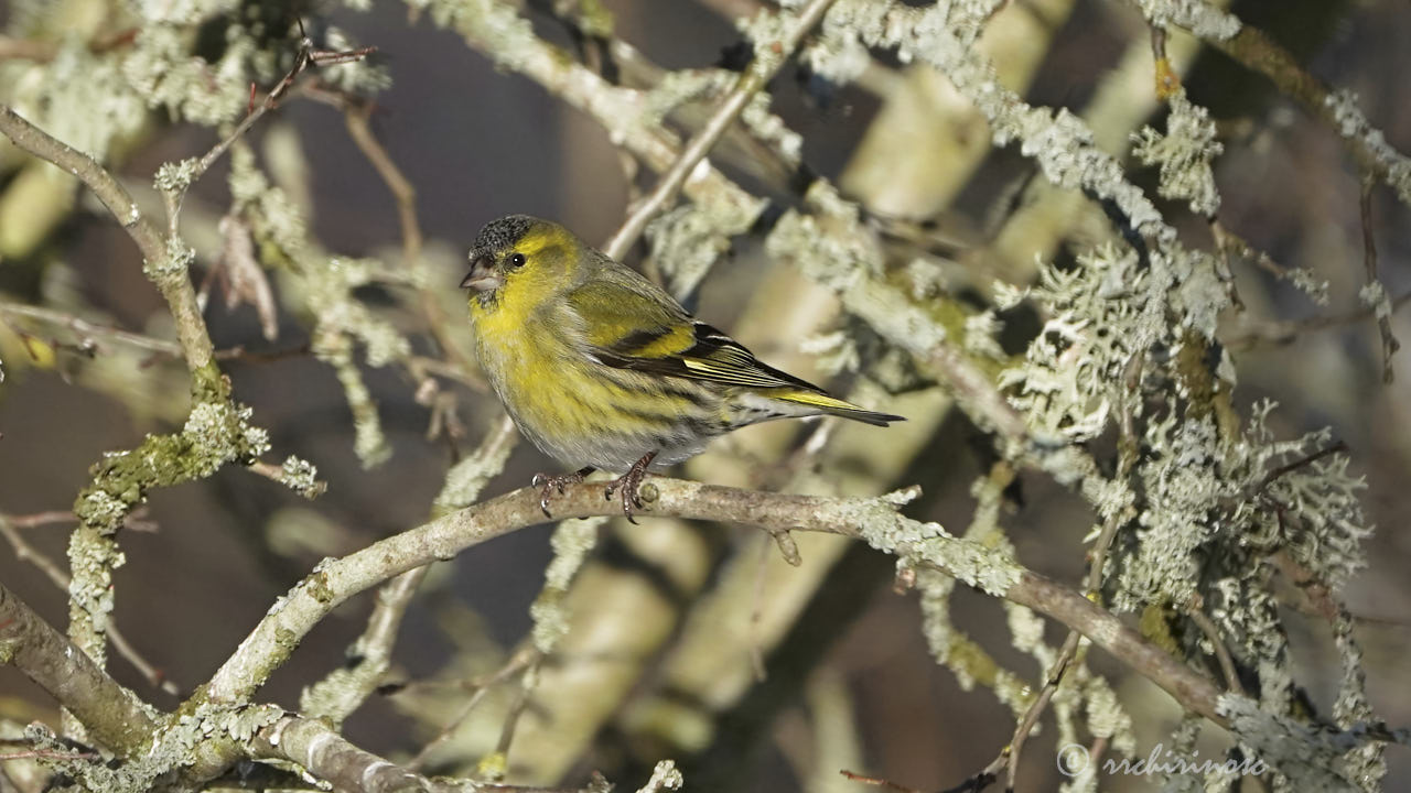 Eurasian siskin