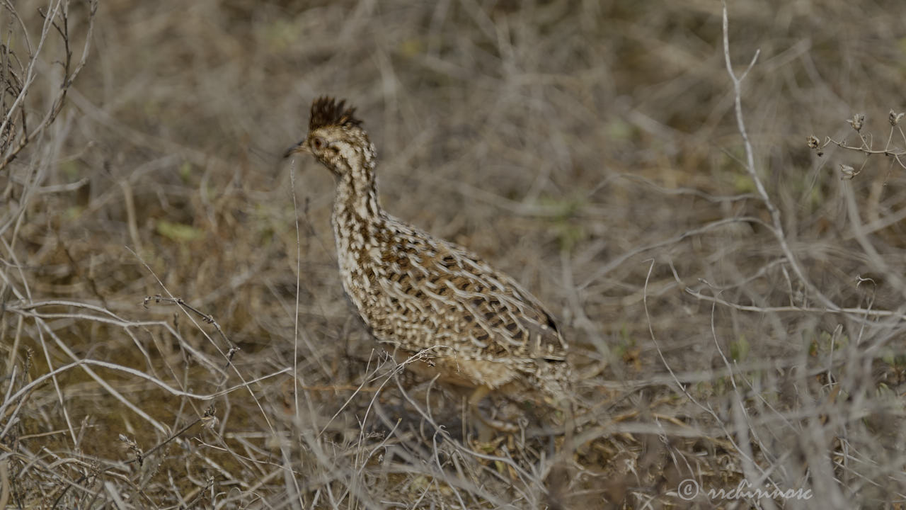 Andean tinamou