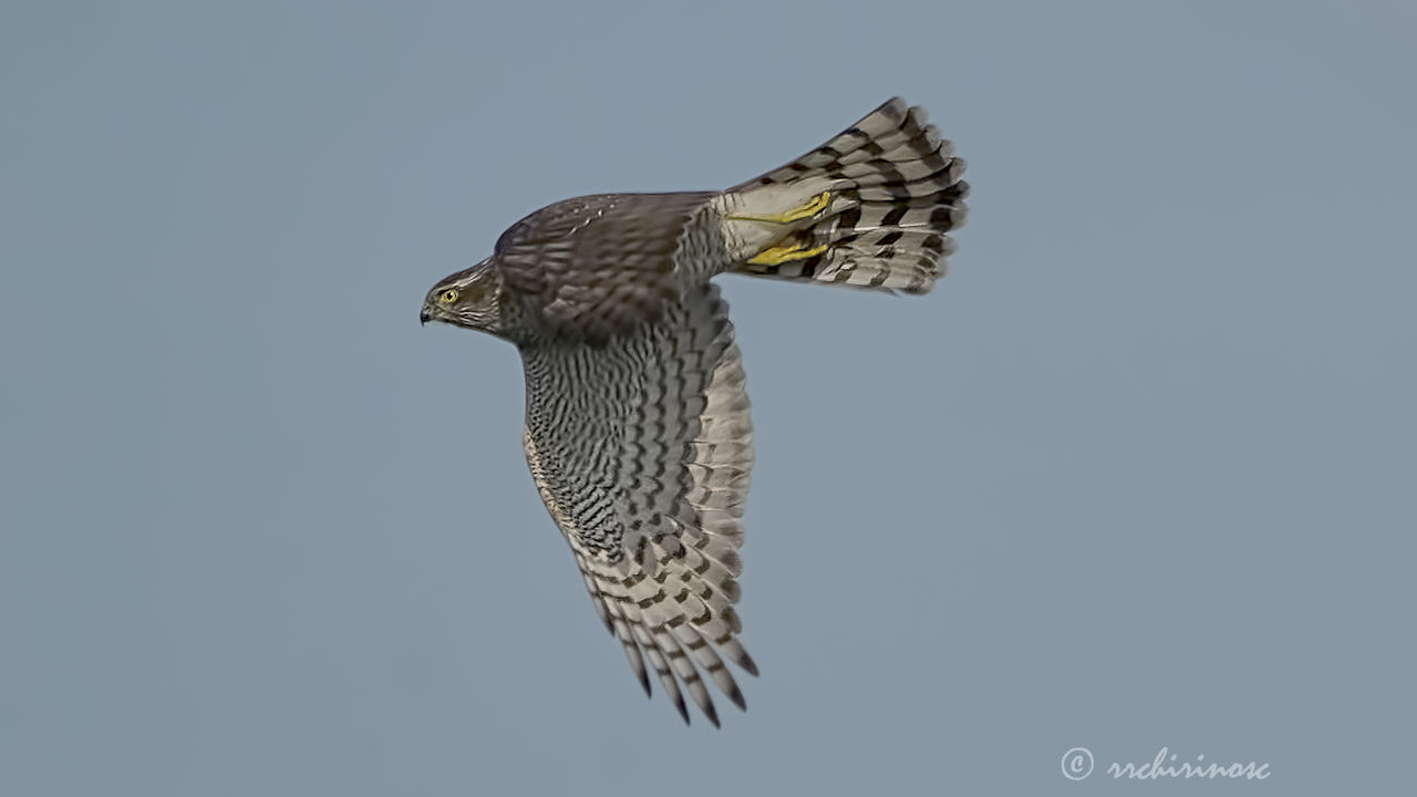 Eurasian sparrowhawk