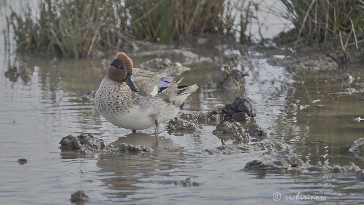 Eurasian teal
