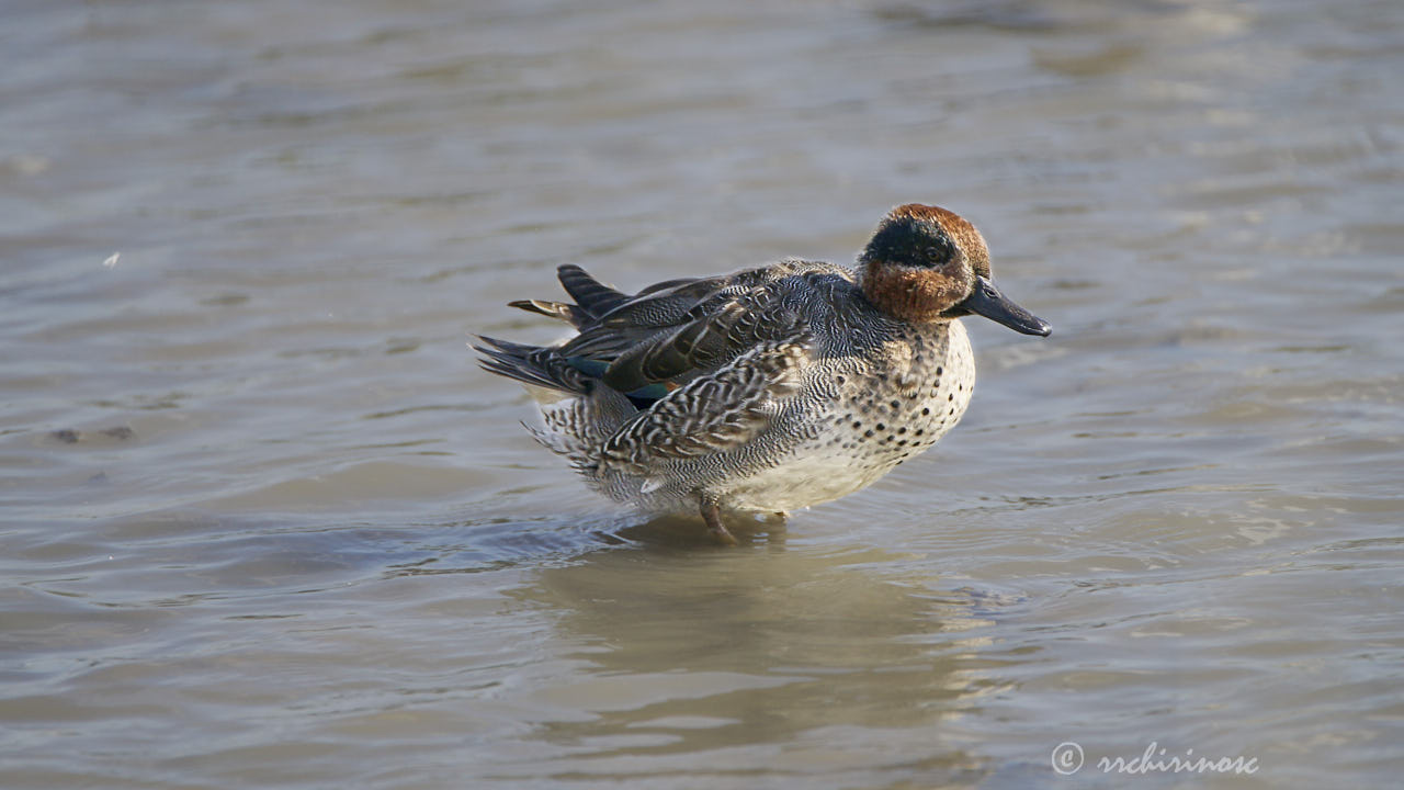 Eurasian teal