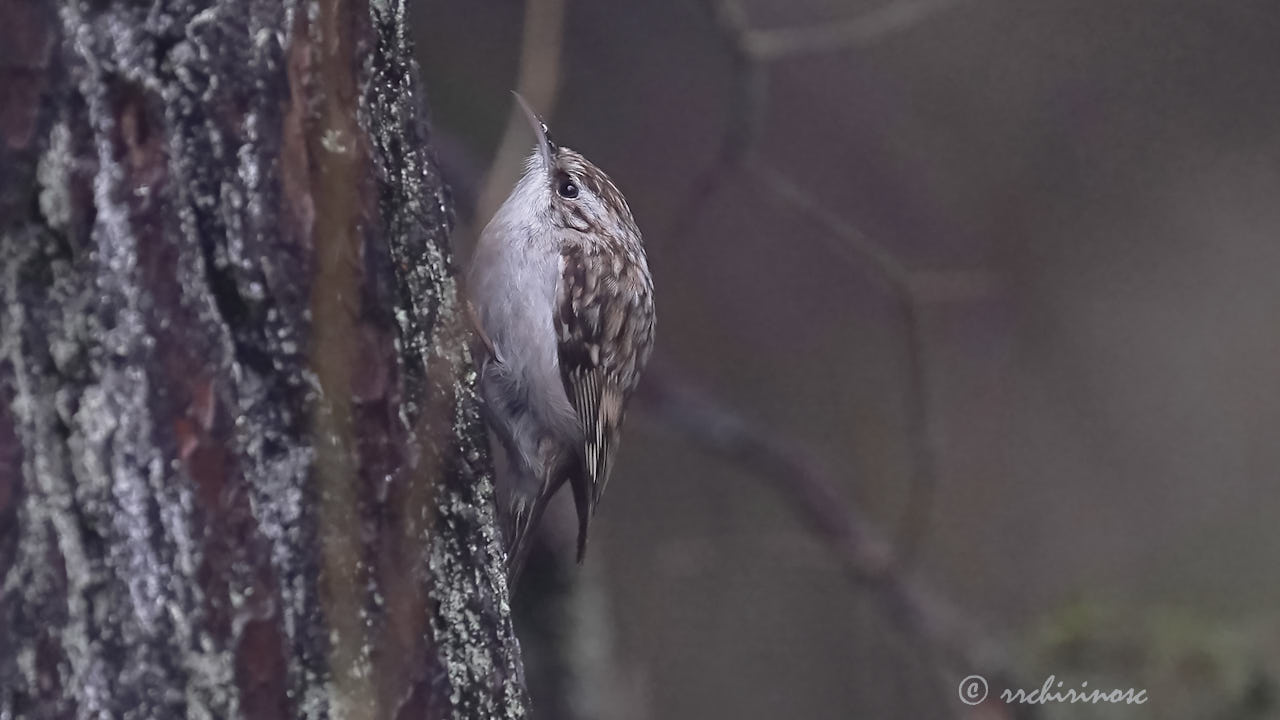 Eurasian treecreeper