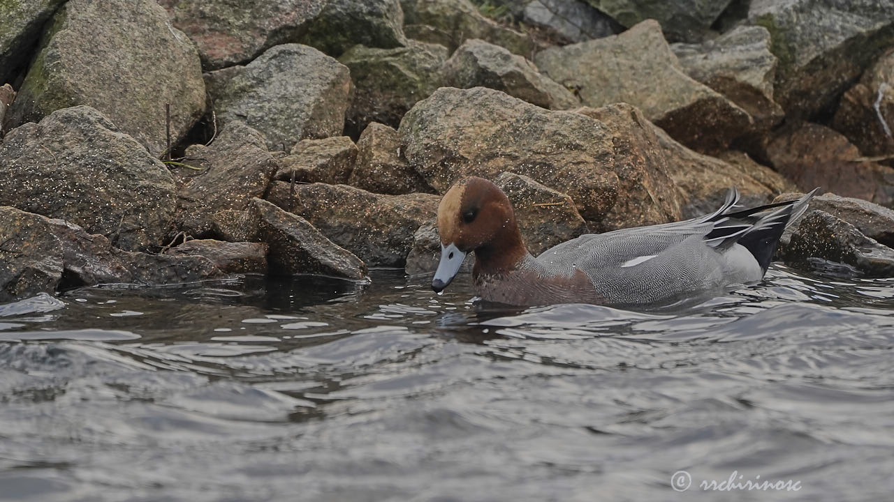 Eurasian wigeon