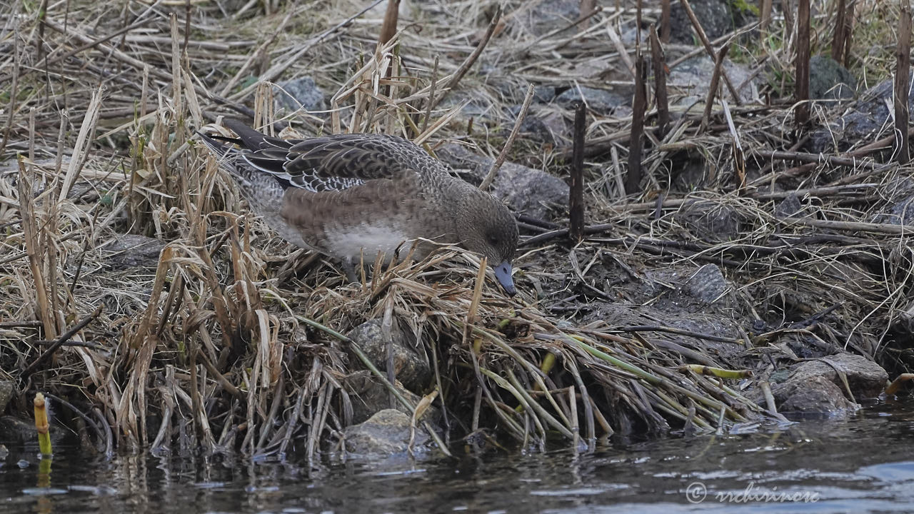 Eurasian wigeon