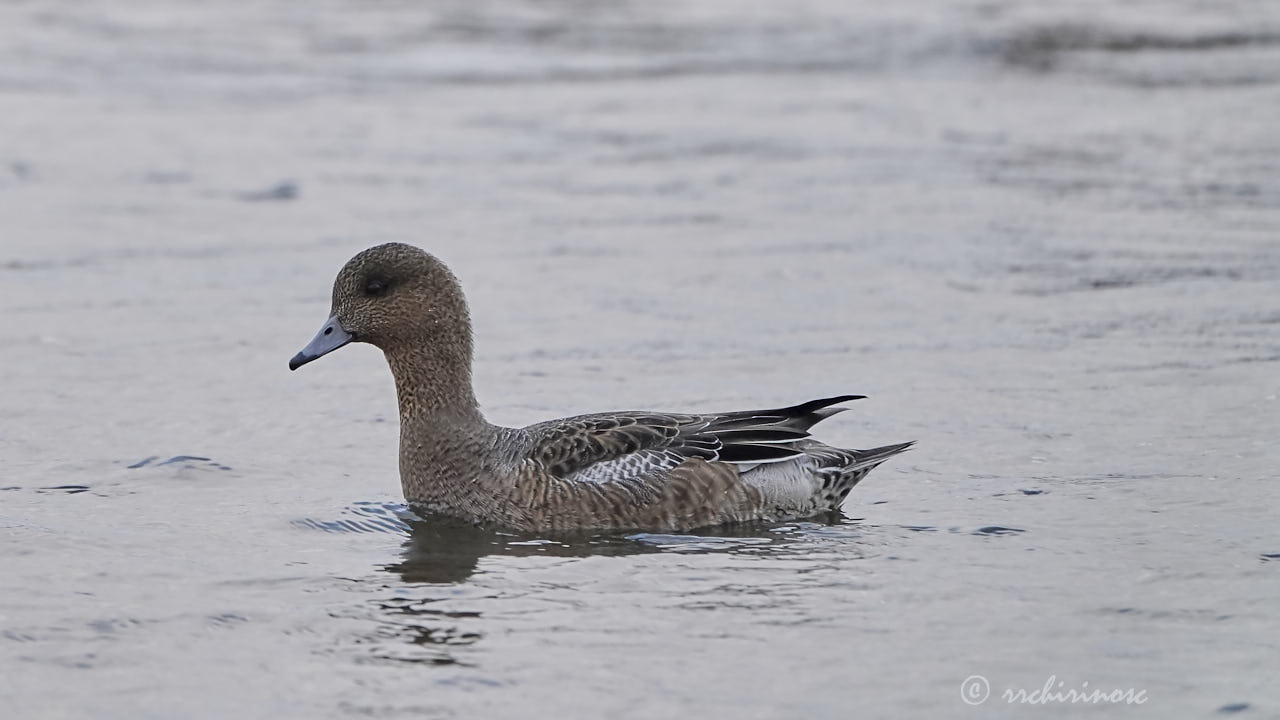 Eurasian wigeon