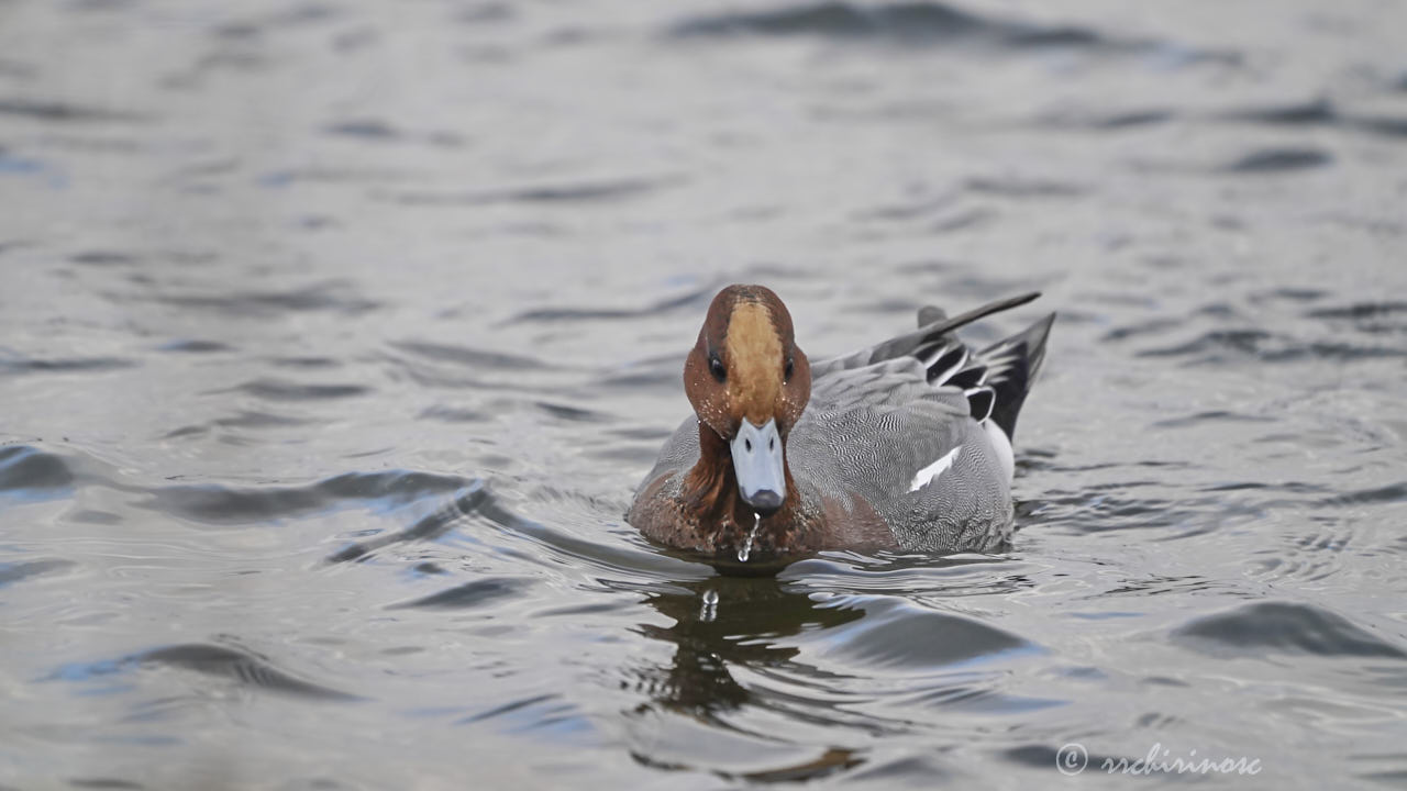 Eurasian wigeon