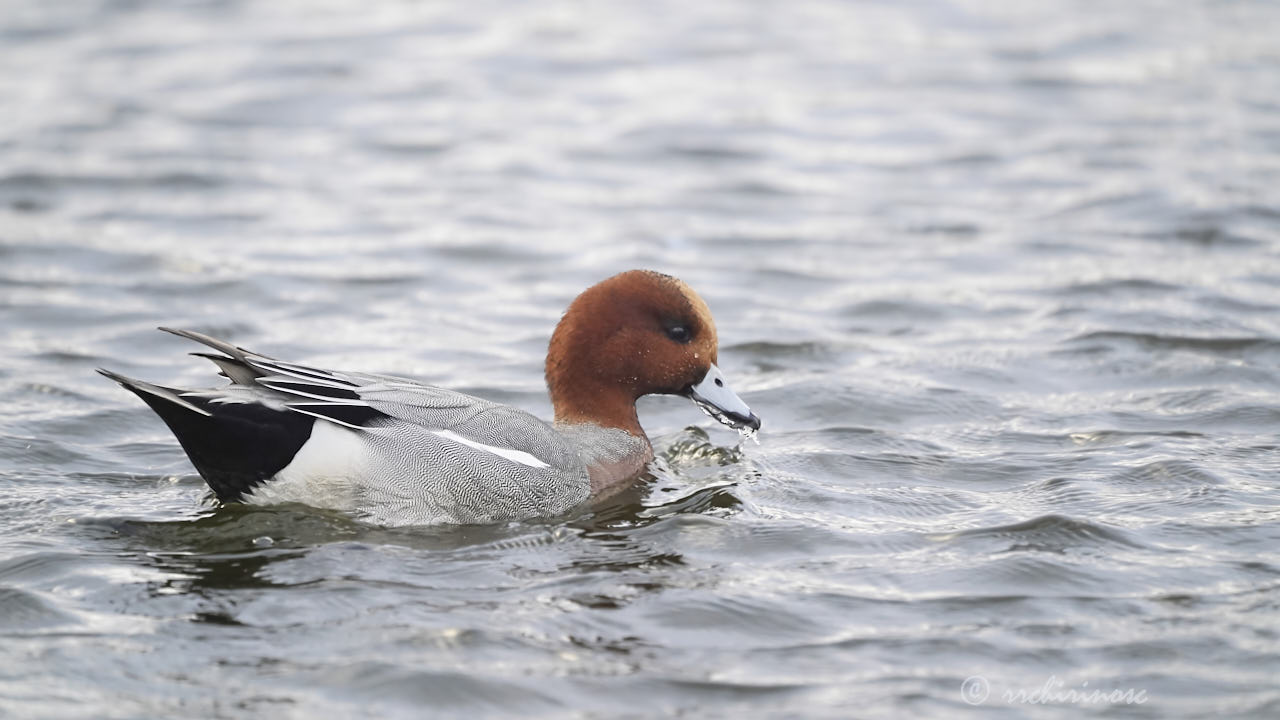 Eurasian wigeon