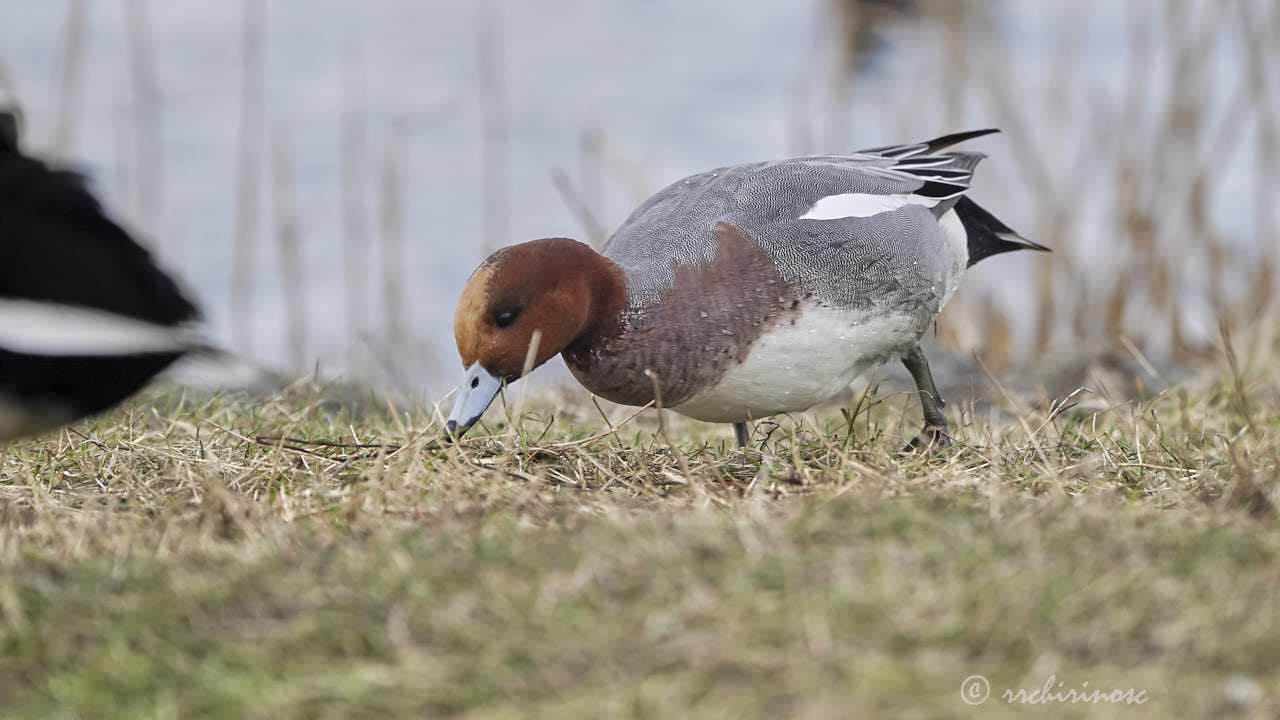 Eurasian wigeon