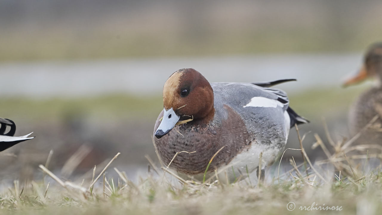 Eurasian wigeon