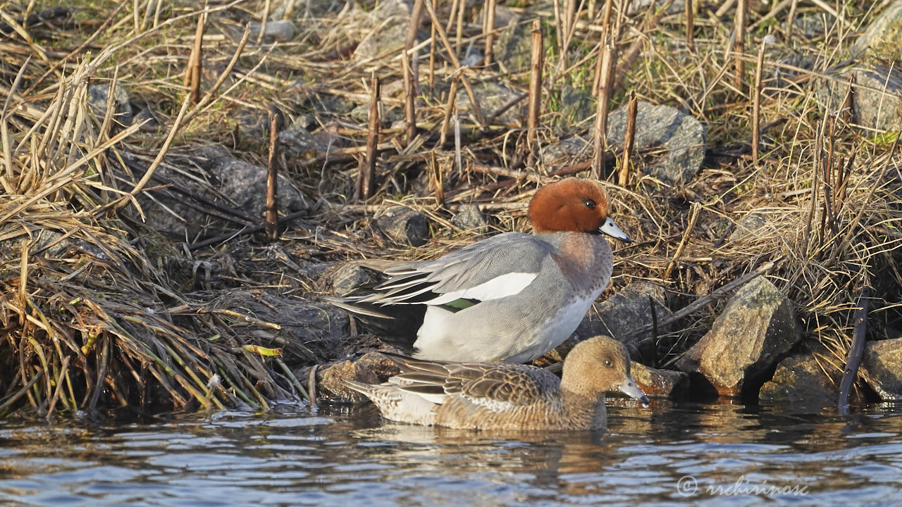 Eurasian wigeon