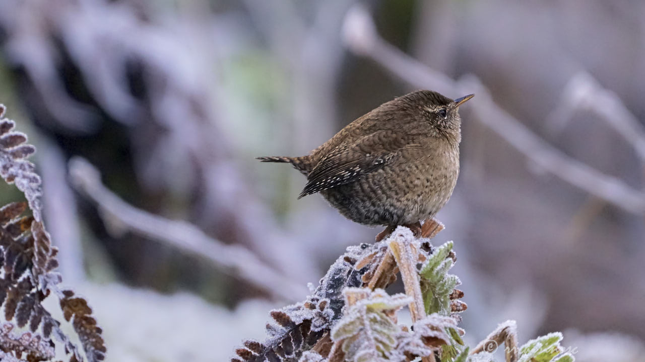 Eurasian wren