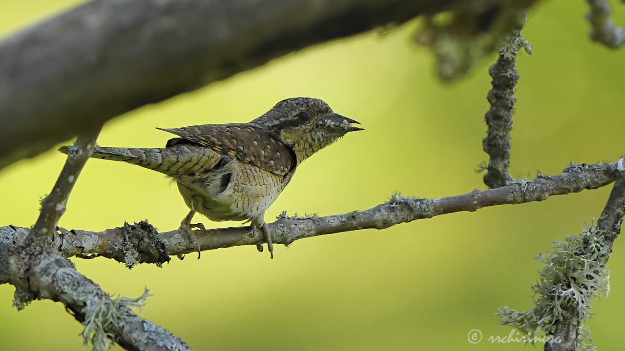 Eurasian wryneck